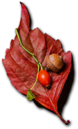 Leaf